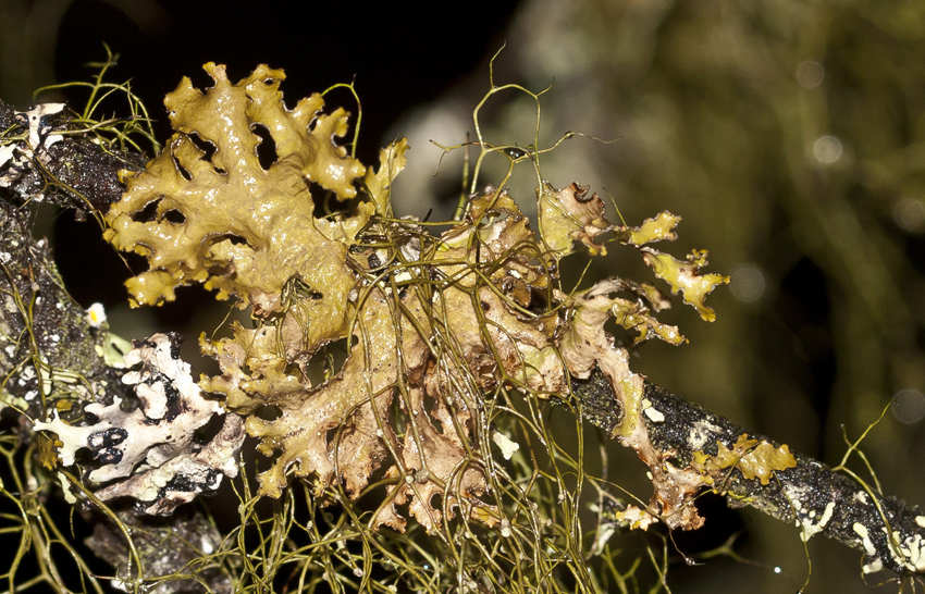 Image of Tuckermanopsis chlorophylla specimen.