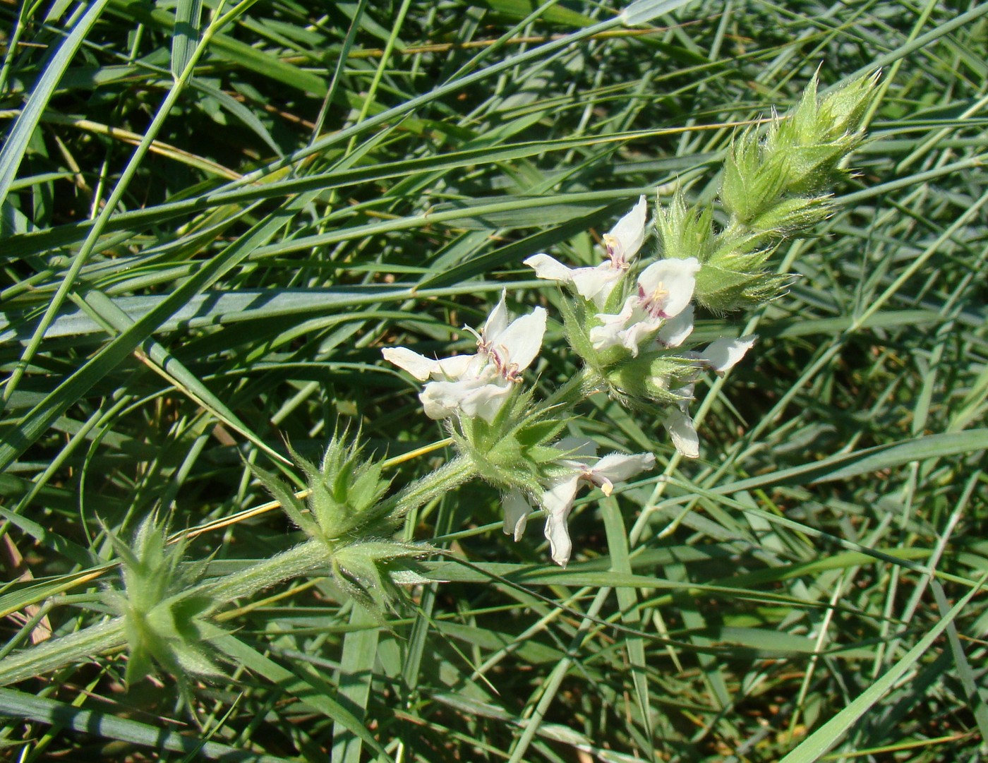 Image of Stachys atherocalyx specimen.