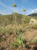 Pilosella procera