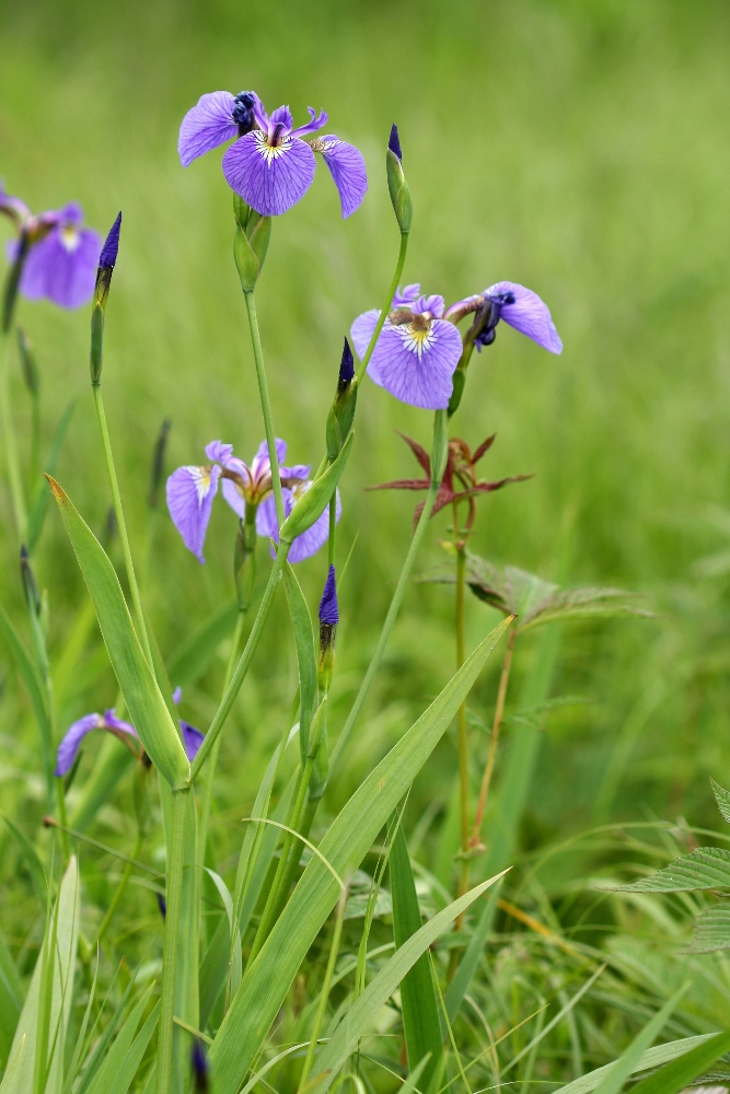 Изображение особи Iris setosa.