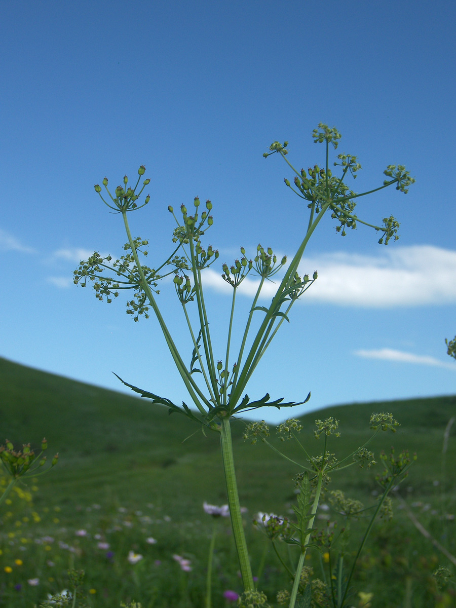 Изображение особи Eleutherospermum cicutarium.