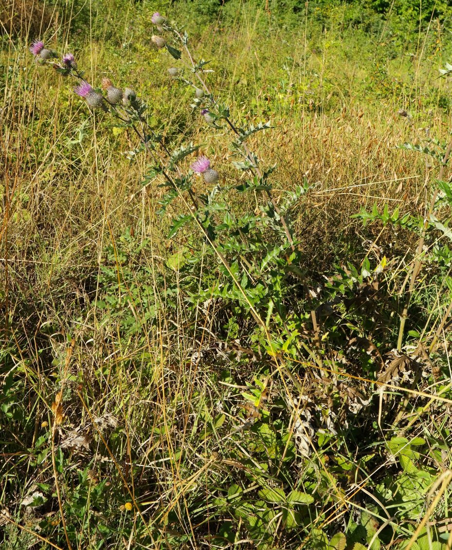 Изображение особи Cirsium laniflorum.