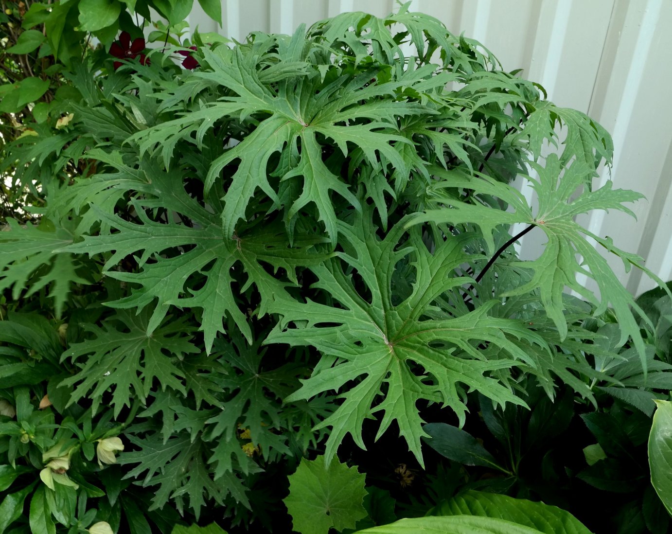 Image of Ligularia przewalskii specimen.