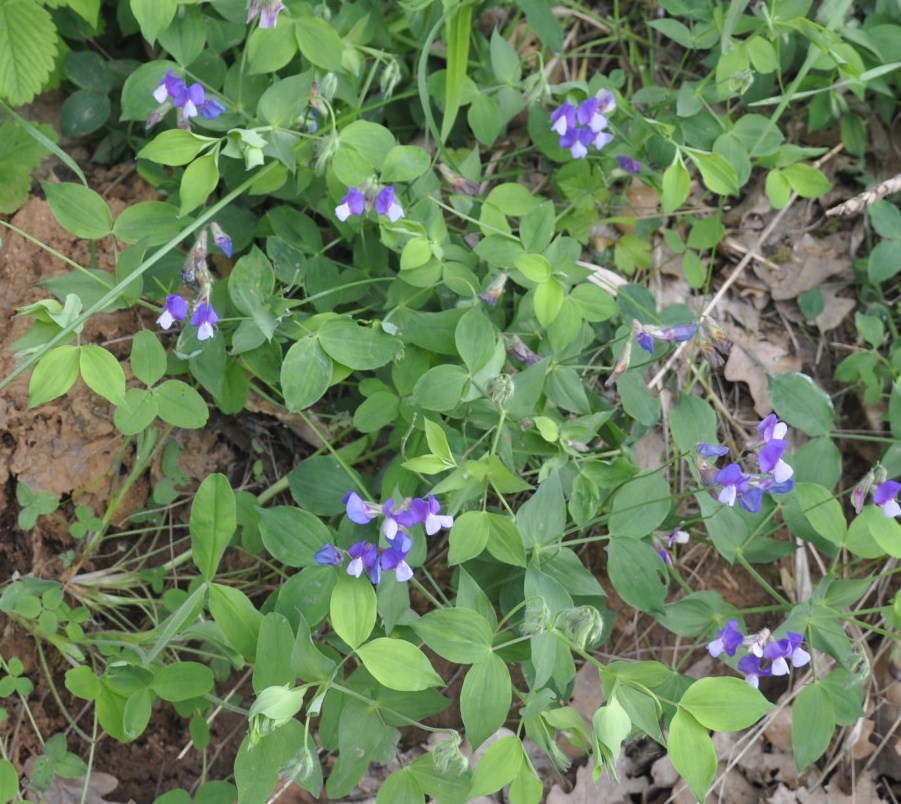 Image of Lathyrus laxiflorus specimen.