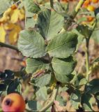 Rosa canina