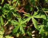 Geranium sibiricum. Листья. Восточный Казахстан, г. Усть-Каменогорск, правый берег р. Иртыш, луг. 16.07.2017.