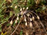 Allium paczoskianum