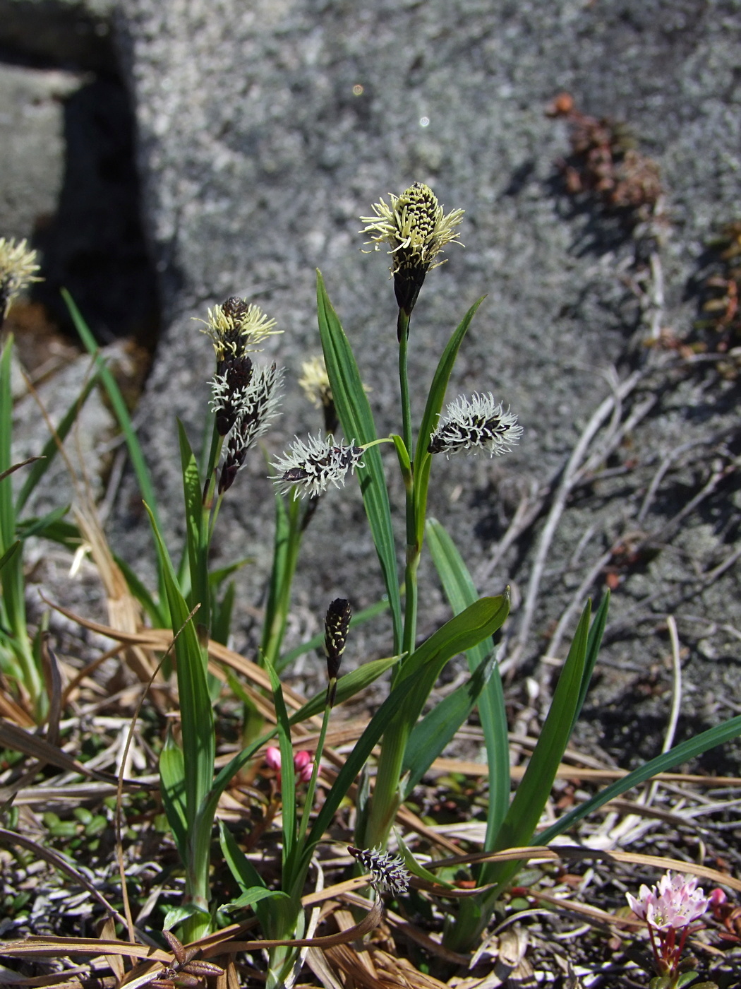 Изображение особи Carex riishirensis.