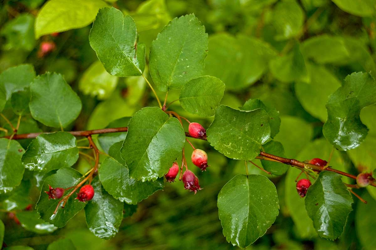 Изображение особи Amelanchier spicata.