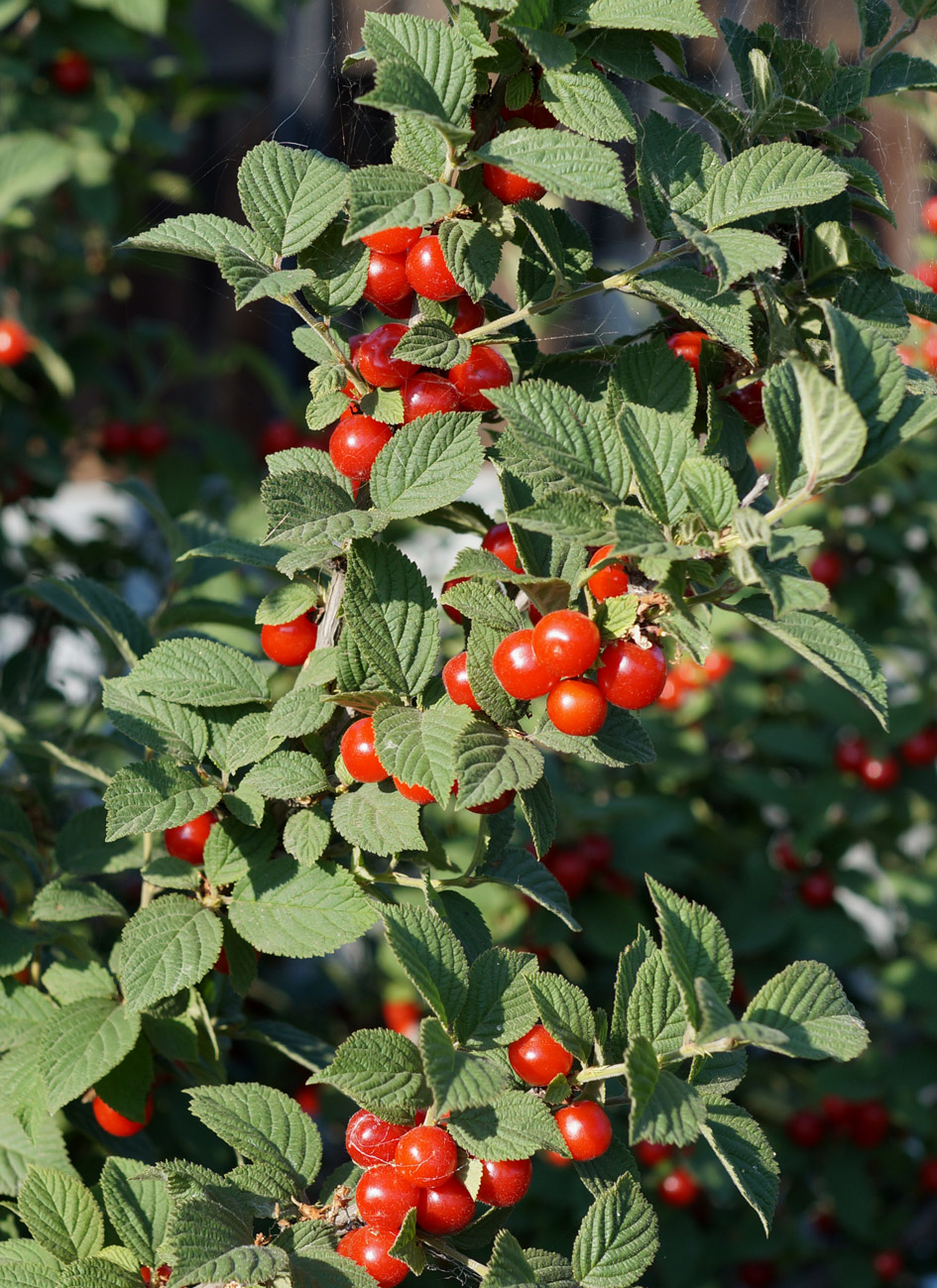 Изображение особи Cerasus tomentosa.