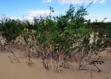 Betula microphylla. Взрослые деревья. Монголия, аймак Булган, дюны Элсэн Тасархай, ≈ 1400 м н.у.м. 01.06.2017.