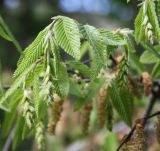 Carpinus orientalis