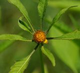 Bidens frondosa. Отцветающее соцветие. Восточный Казахстан, г. Усть-Каменогорск, берег р. Ульба, влажный луг. 24.07.2017.