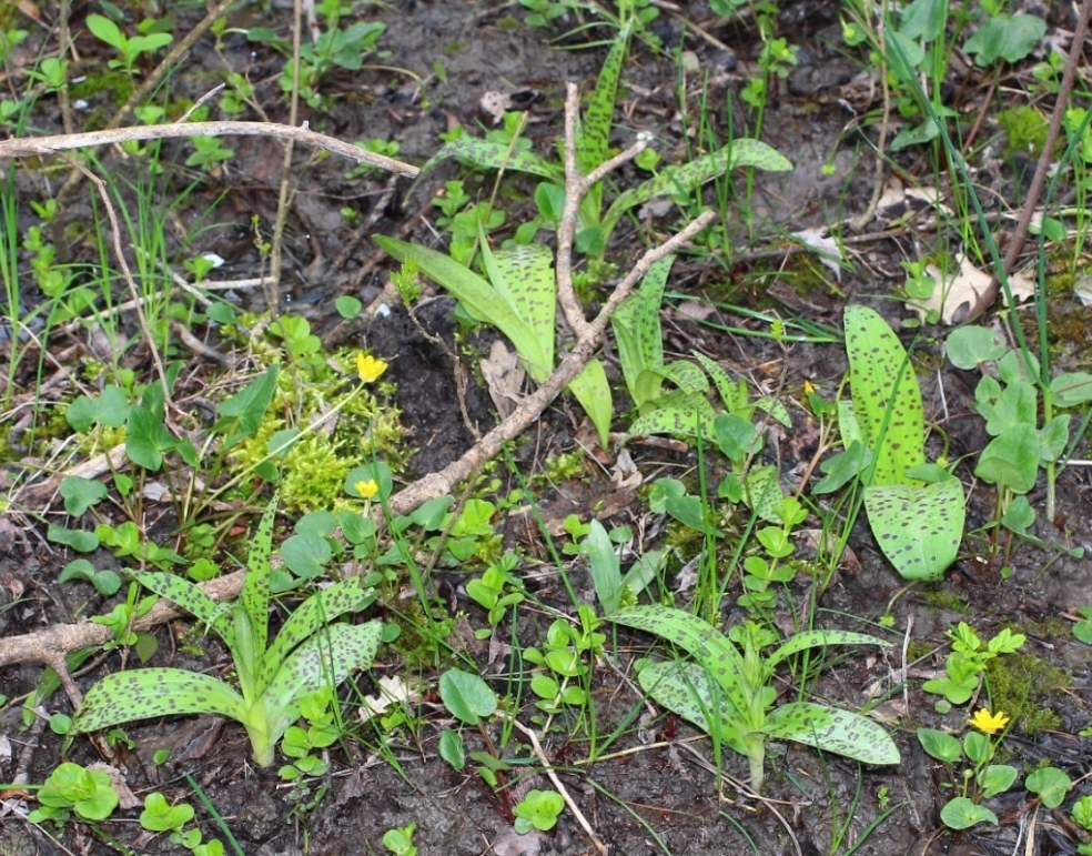 Image of Dactylorhiza urvilleana specimen.