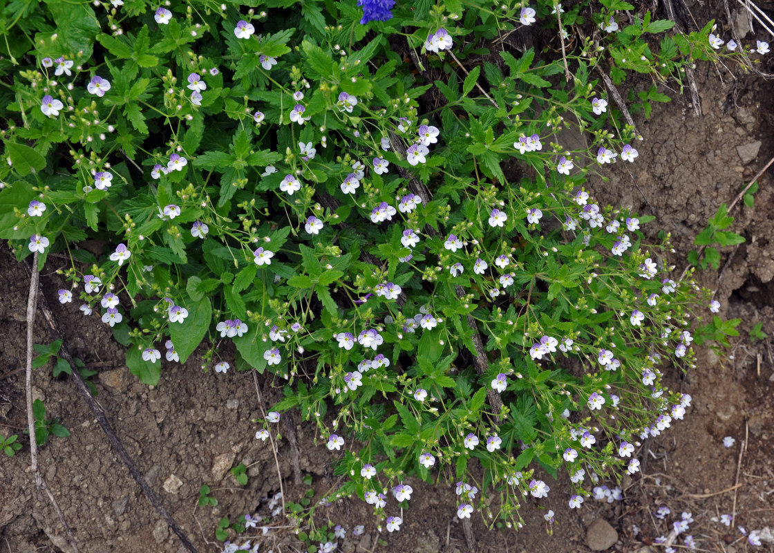 Изображение особи Veronica peduncularis.