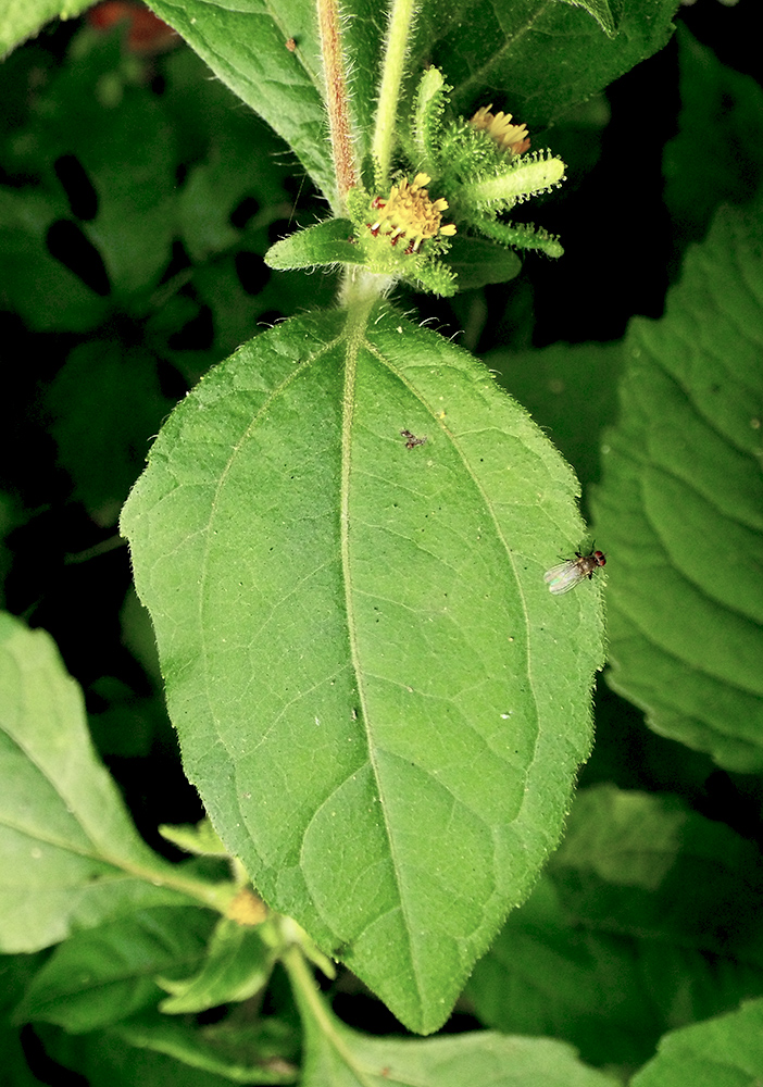 Image of Sigesbeckia orientalis specimen.