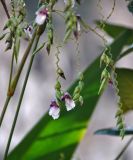 Thalia geniculata. Часть соцветия. Малайзия, Куала-Лумпур, в культуре. 02.05.2017.