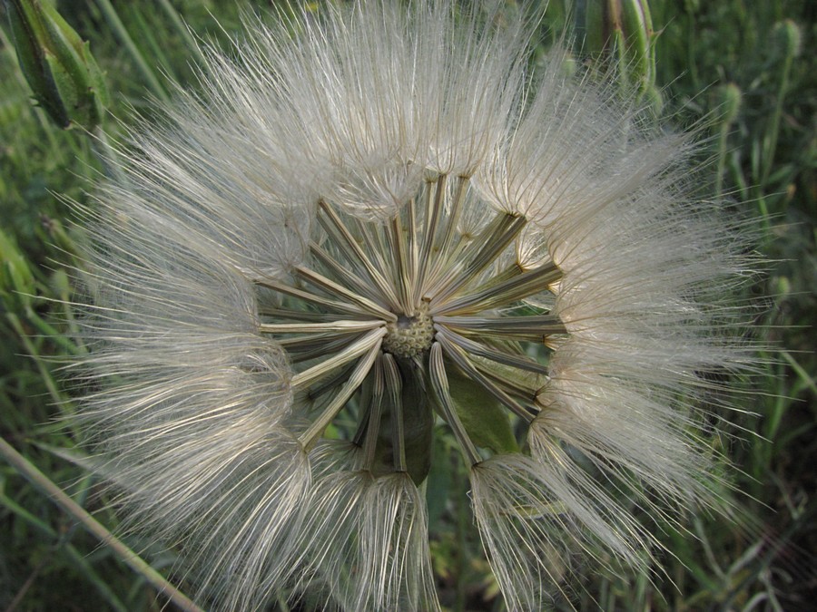 Image of Scorzonera laciniata specimen.