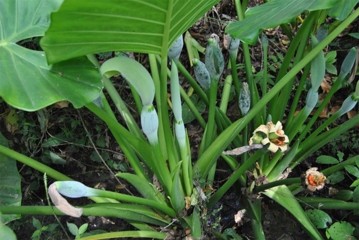 Image of Alocasia odora specimen.