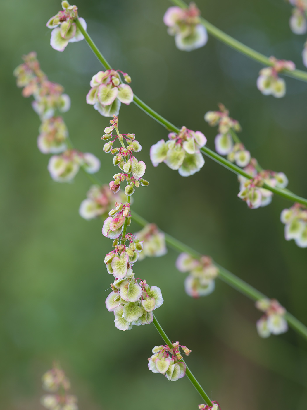 Изображение особи Rumex acetosa.