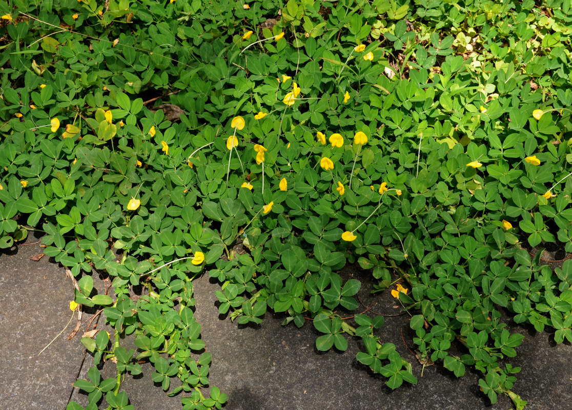 Image of Arachis pintoi specimen.