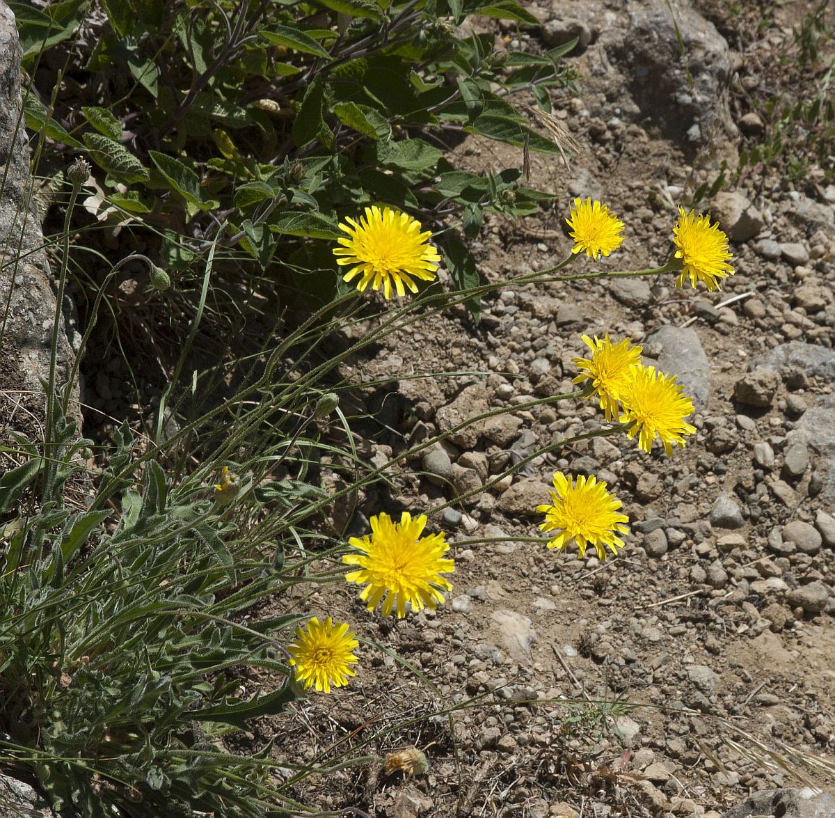 Image of Leontodon biscutellifolius specimen.