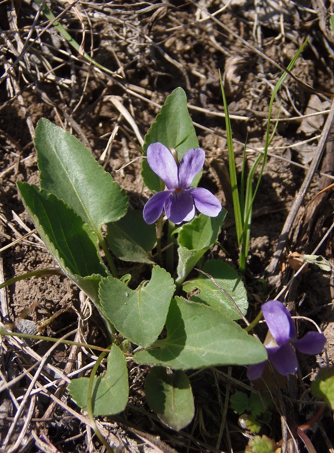 Изображение особи Viola ambigua.