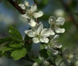 Prunus domestica. Цветки и листья. Московская обл., Раменский р-н, окр. дер. Хрипань, садовый участок. 13.05.2018.