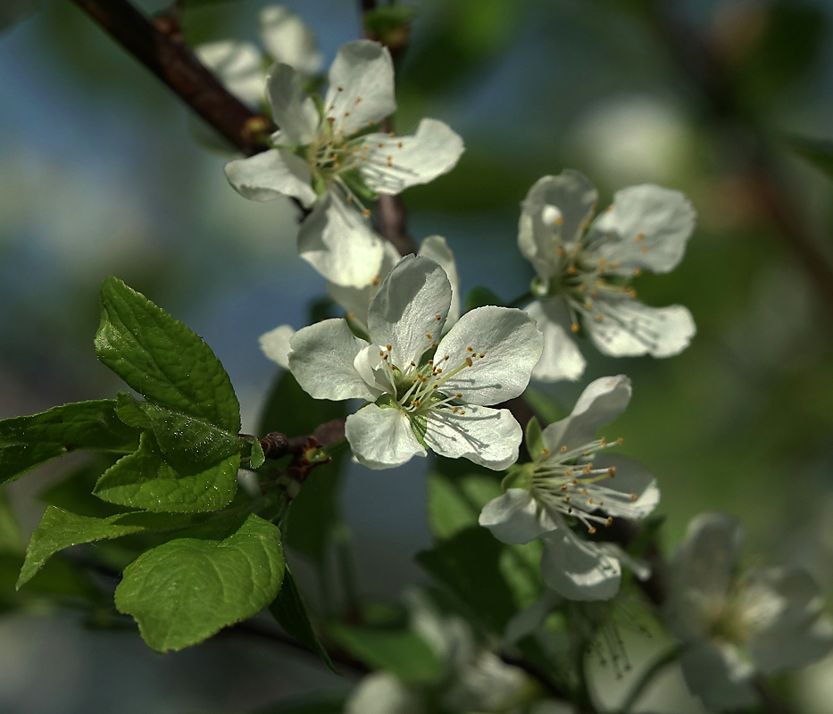 Image of Prunus domestica specimen.