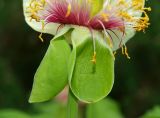 Paeonia macrophylla