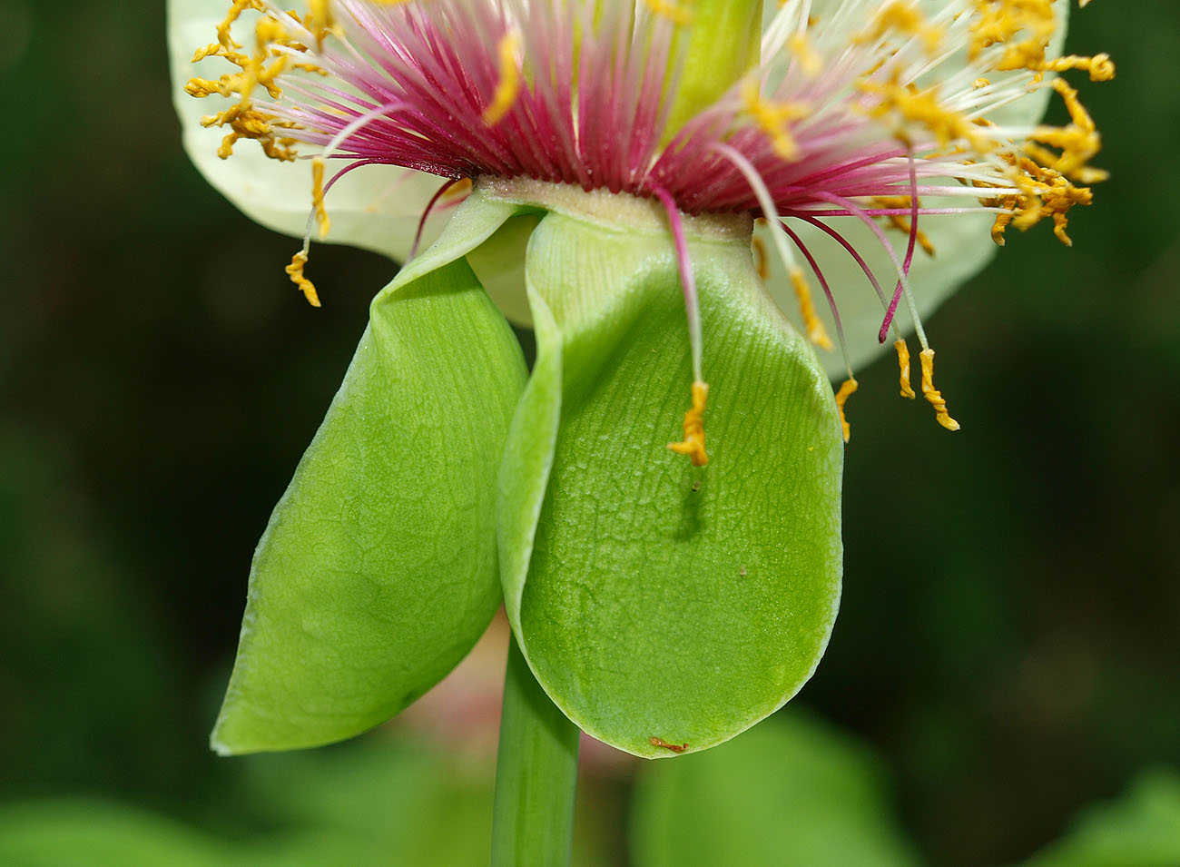 Image of Paeonia macrophylla specimen.