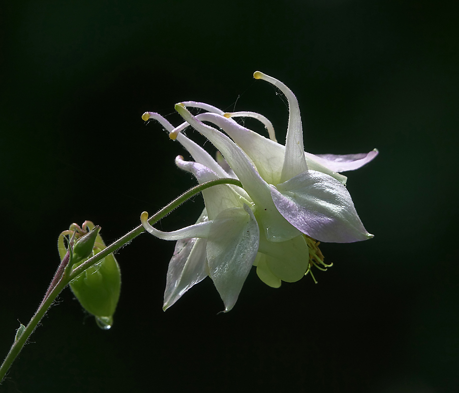 Изображение особи Aquilegia vulgaris.