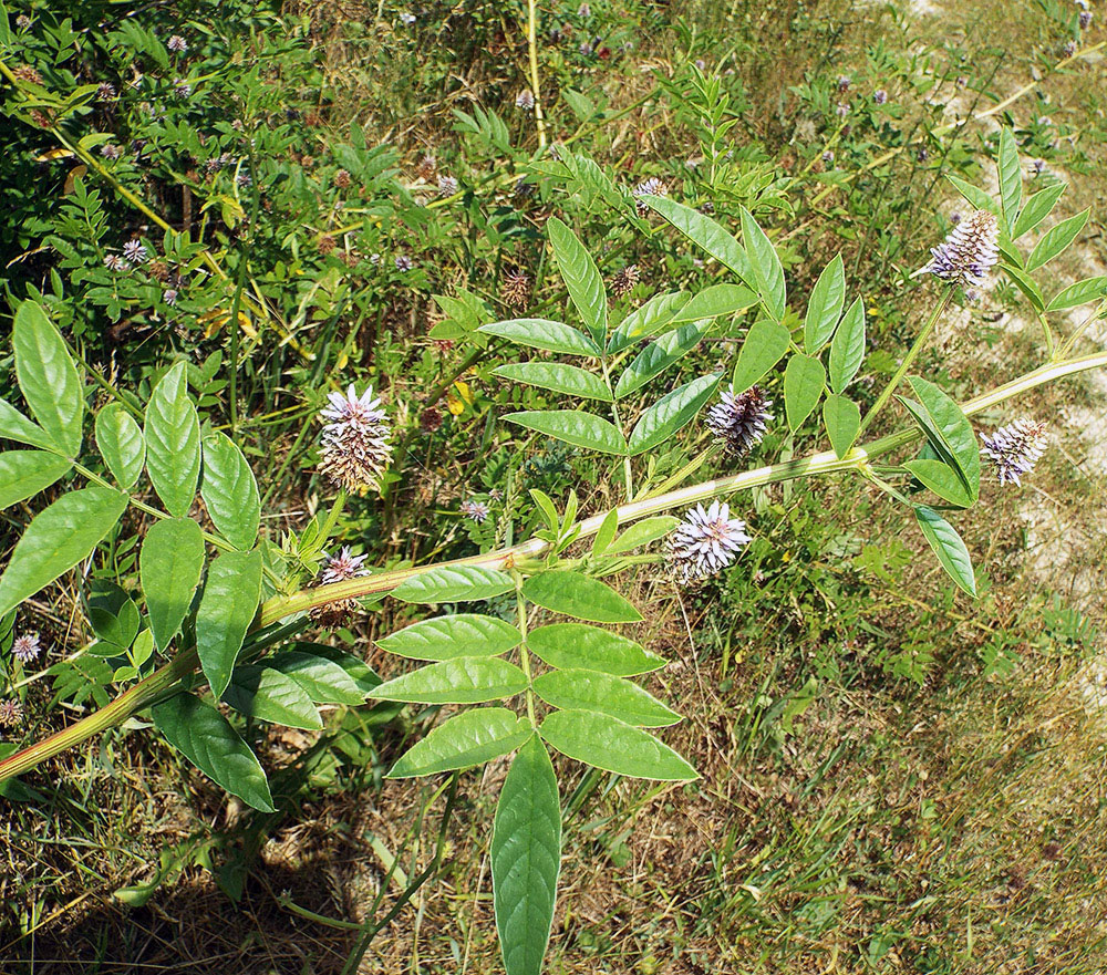 Image of Glycyrrhiza foetidissima specimen.