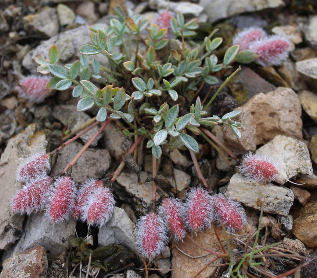 Изображение особи Astragalus kasachstanicus.