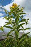 Lysimachia vulgaris