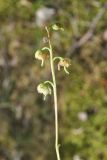 Pyrola chlorantha