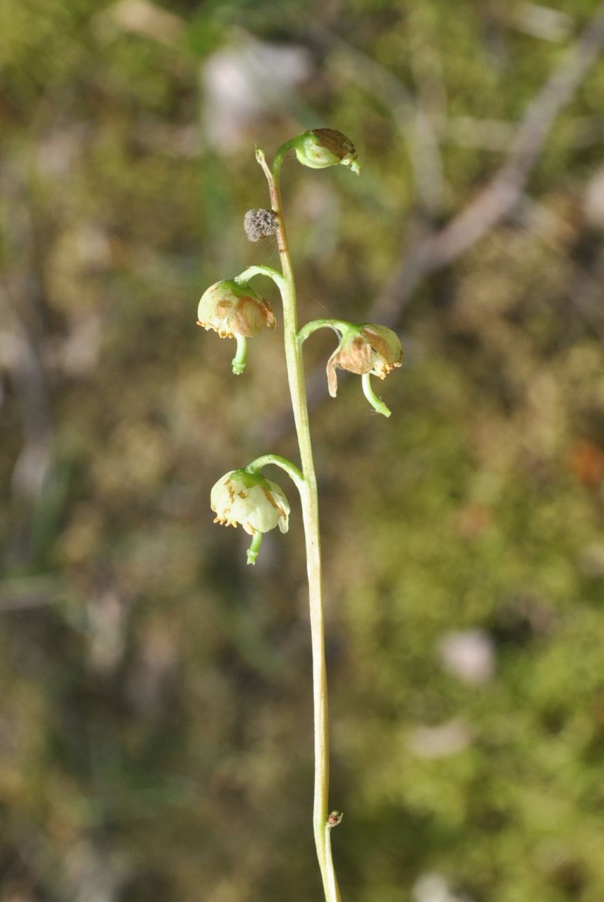 Изображение особи Pyrola chlorantha.