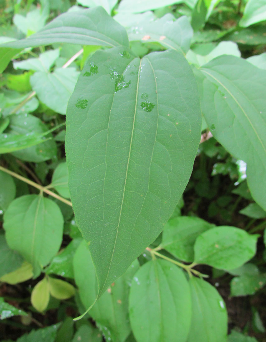 Image of Heptacodium miconioides specimen.