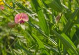 Lathyrus sylvestris