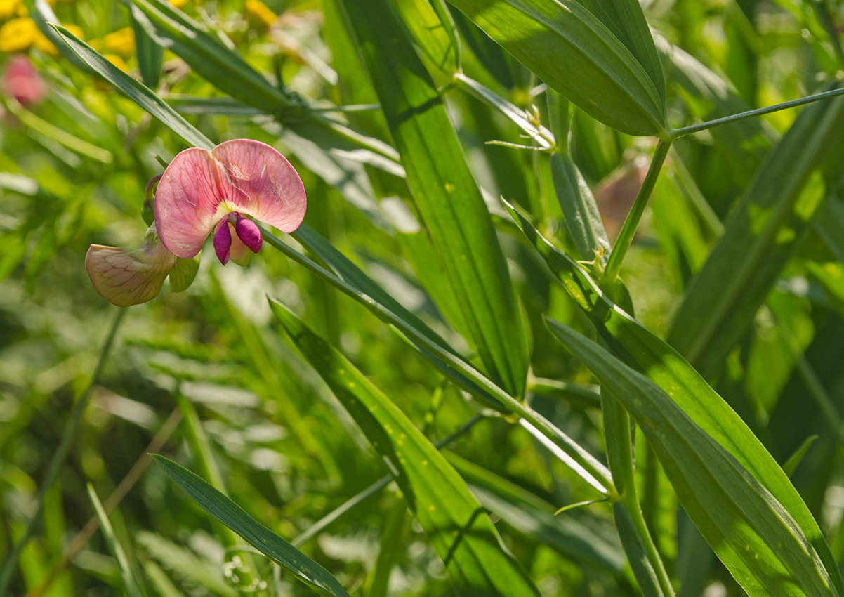 Изображение особи Lathyrus sylvestris.