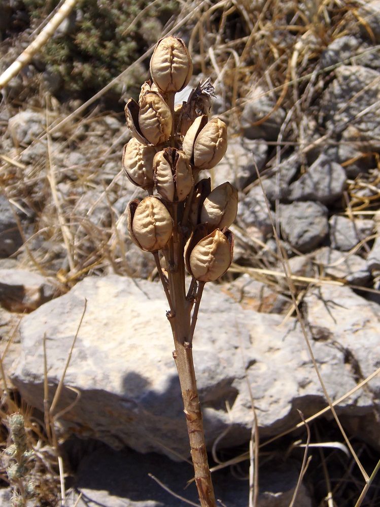 Изображение особи Asphodeline lutea.