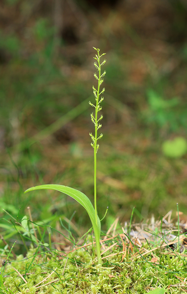 Image of Malaxis monophyllos specimen.