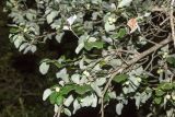 Styrax officinalis. Верхушка ветки плодоносящего дерева. Израиль, Голанские высоты, лес Одем. 05.07.2018.