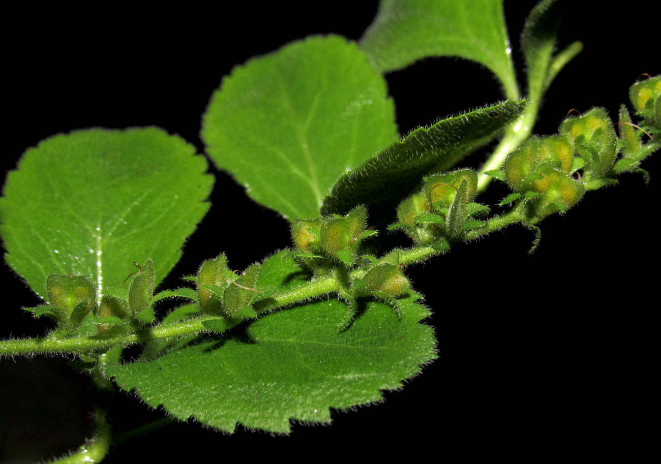 Image of Veronica officinalis specimen.