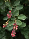 Amelanchier spicata