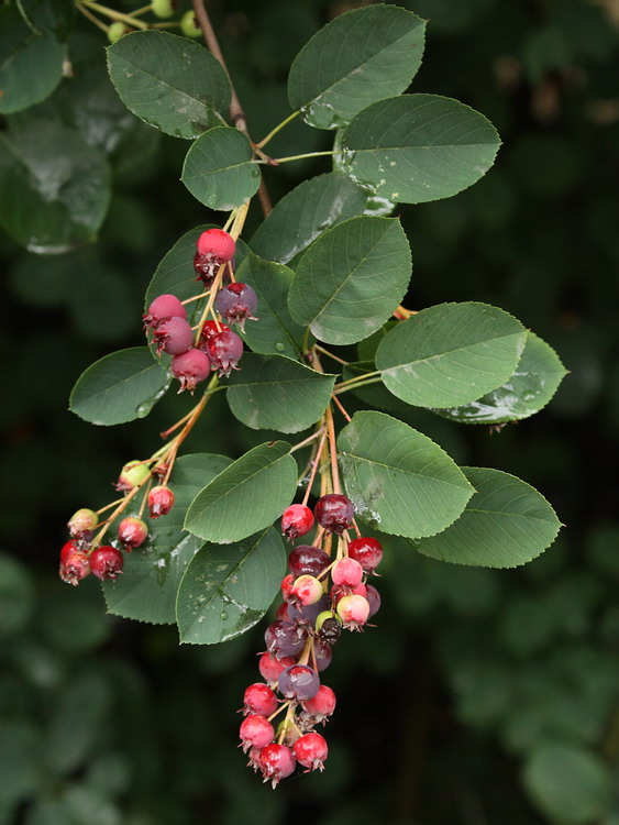 Изображение особи Amelanchier spicata.