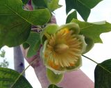 Liriodendron tulipifera. Верхушка ветки с цветком. Узбекистан, Кашкадарьинская обл., г. Шахрисабз, парк, в культуре. 30.04.2018.