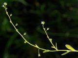 Trigonotis peduncularis