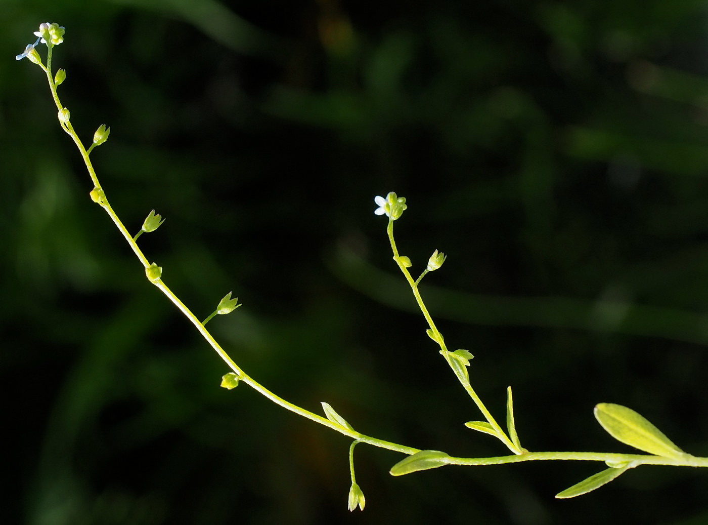 Изображение особи Trigonotis peduncularis.