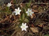 Trientalis europaea. Цветущие растения (вид сверху). Магаданская обл., окр. г. Магадан, побережье бухты Нагаева, Морпортовская сопка, каменноберезняк. 10.06.2016.